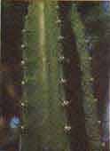Cereus Jamacaru