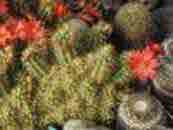 Echinocereus pacificus mombergerianus plant