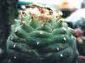 Lophophora  lutea 