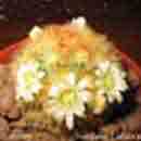 Mammillaria carmenae