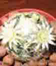 Mammillaria sciedeana