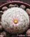 Mammillaria lasiacantha SB414