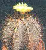astrophytum ornatum