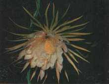 Селеницереус крупноцветковый(Selenicereus grandiflorus)
