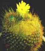 Notocactus Brasilicactus haselbergii