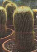 Notocactus oeningausii