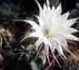 Echinopsiss ubdenudatag