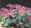 Конофитум, или цветущий камено(Conophytum pearsonii)